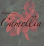 Camellia�@�`�J�����A�`